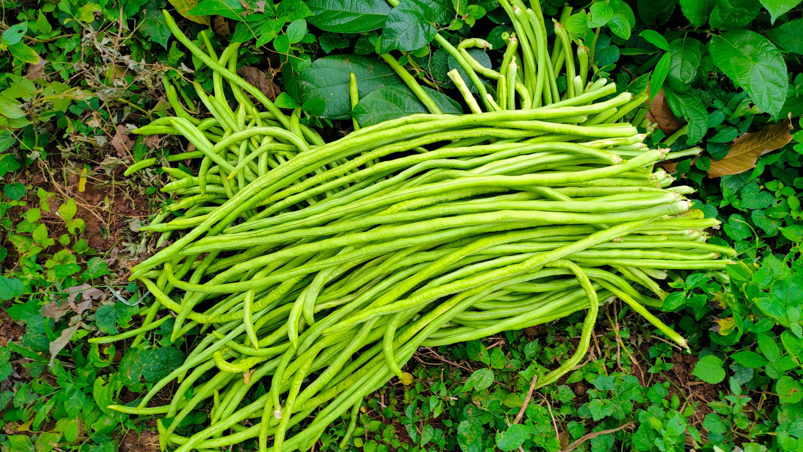 Manfaat Kacang Panjang